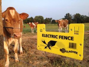 Electric fence cow